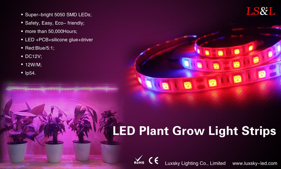 Kakšna je razlika med led kristalen ploščo in led čipi?